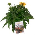 Afbeelding van VP Echinacea P19 Sombrero Lemon Yellow